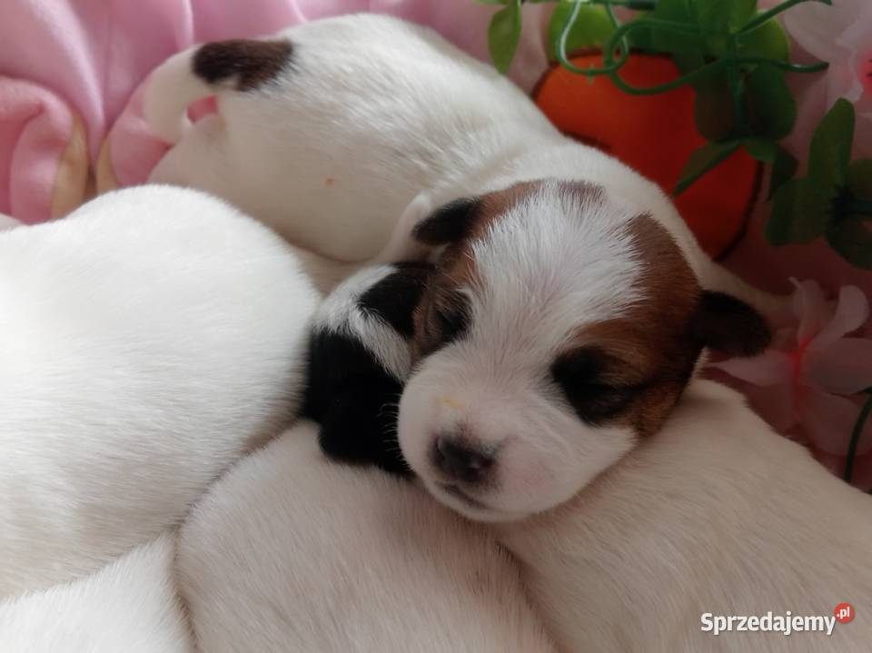 Jack Russell Terrier FCI ZKwP Wroclaw Wrocław