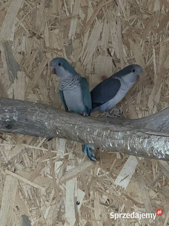 Papugi Mnichy Busko-Zdrój