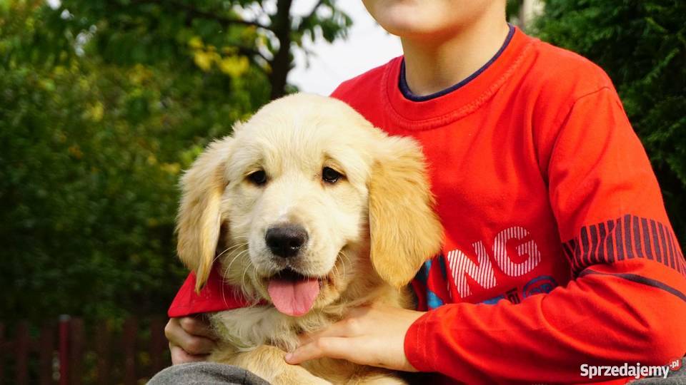 Golden Retriever rodowodowe ZKwP FCI goldeny Golden Retriever łódzkie sprzedam