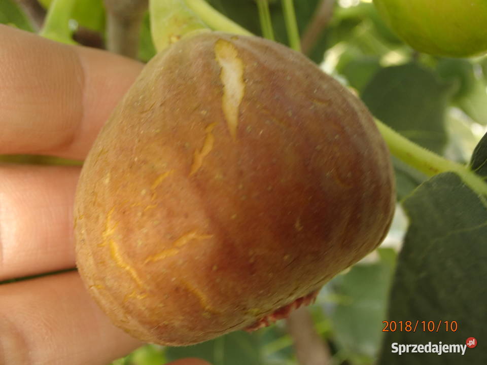 Figa brown turkey sadzonka w doniczce 2030 sprzedam