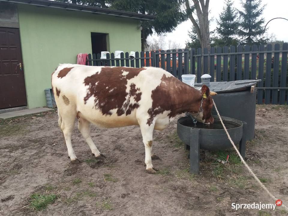 Jałówka cielna mleczna biało czerwona sprzedam