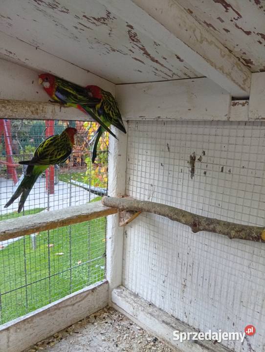 Sprzedam papugi rozele rozele białolice