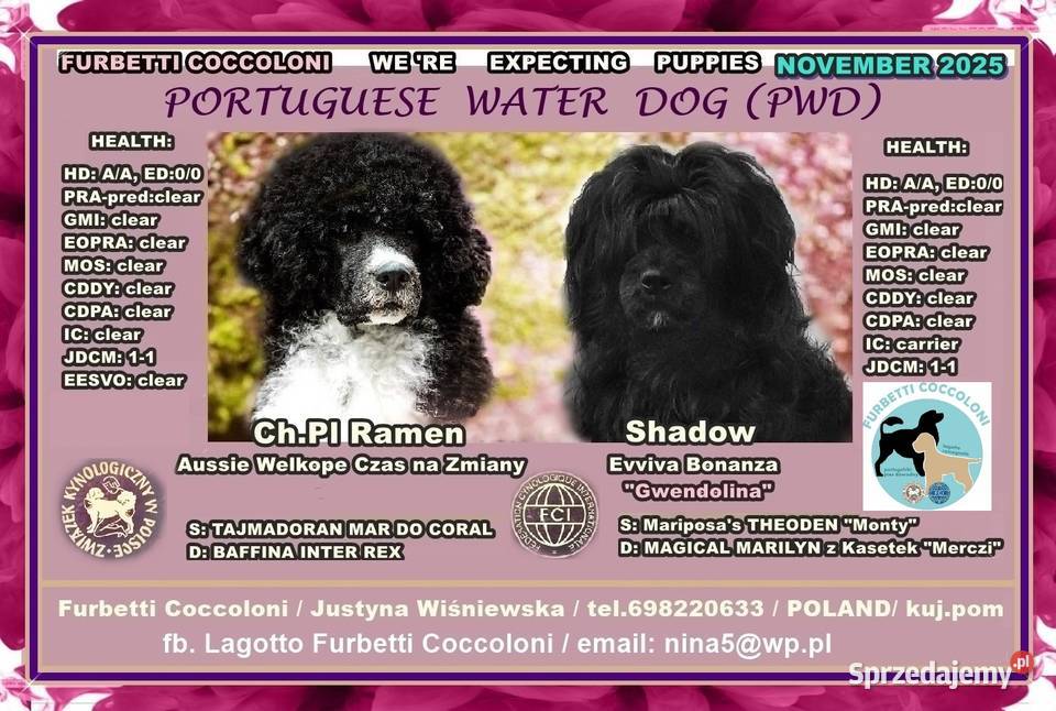 Portugalski pies dowodny szczenięta pieski Makówiec