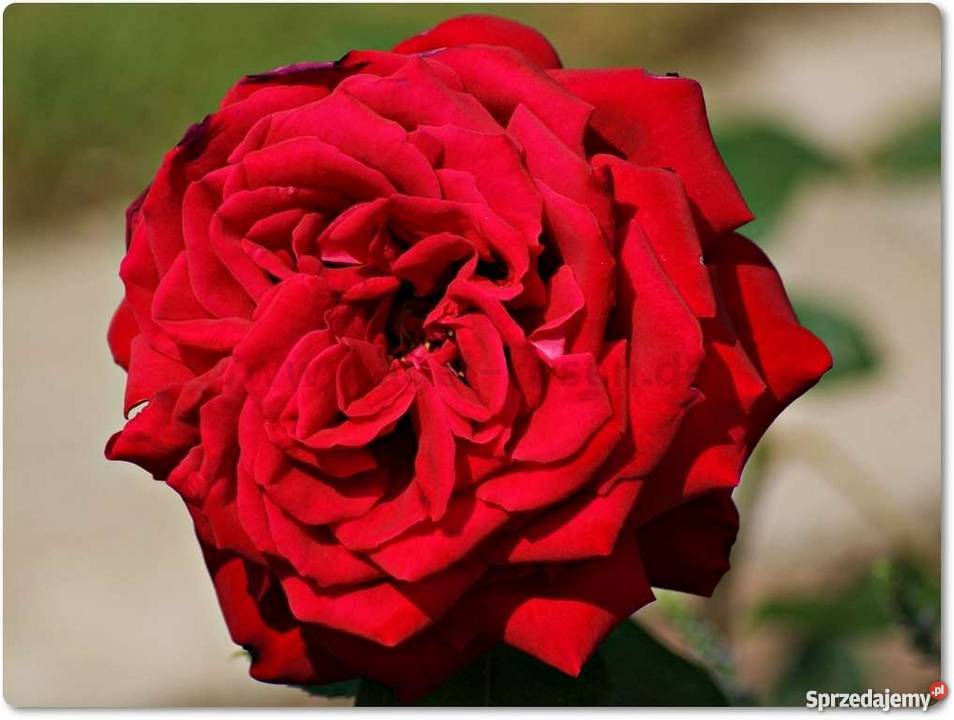 Róże krzewy róż sprzedam PRODUCENT łódzkie Łask sprzedam