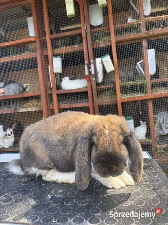 Francuski Baran madagaskarowy srokacz z Kołaczków