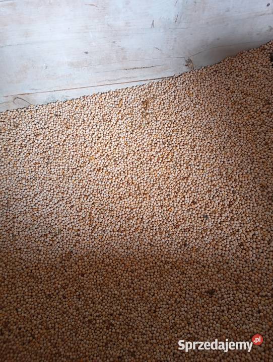 Groszek polny groch peluszka Krzywystok