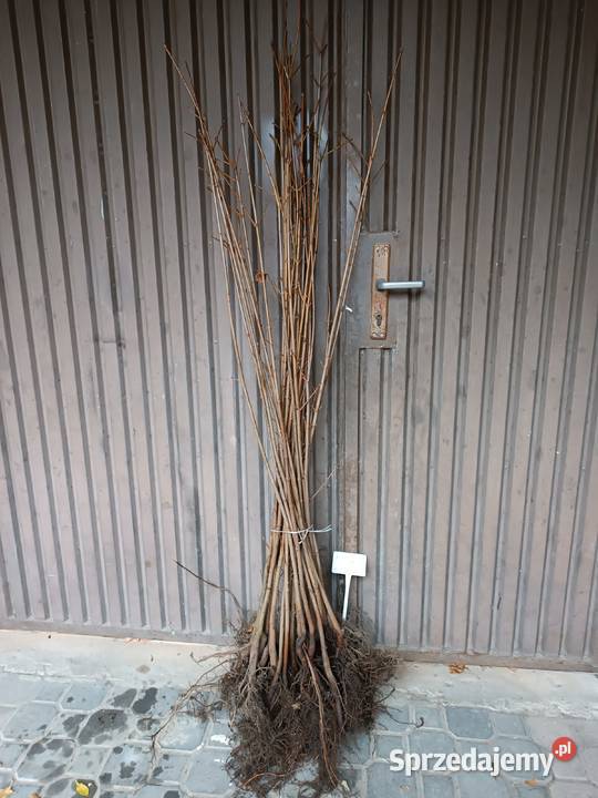 Klon pospolity miododajny do szczepień z gruntu Orońsko sprzedam