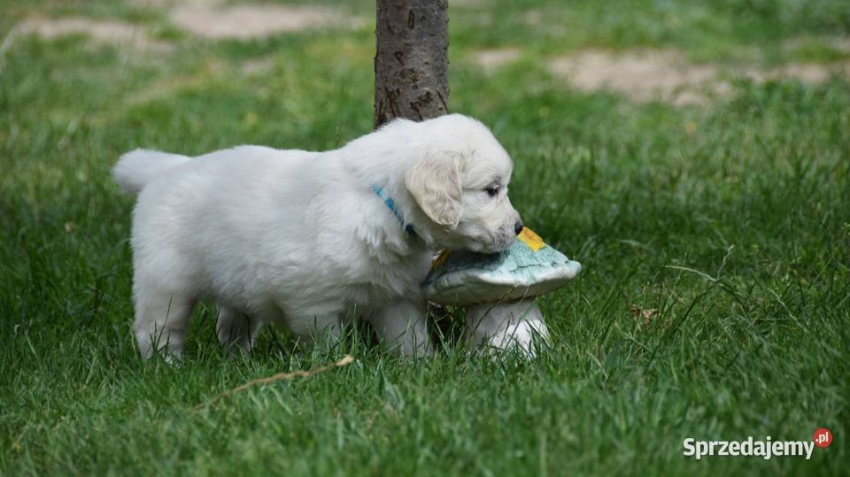 Golden Retriever szczenięta ZKWP FCI