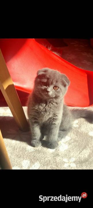 Kotek szkocki zwisłouchy Zwierzęta Marki