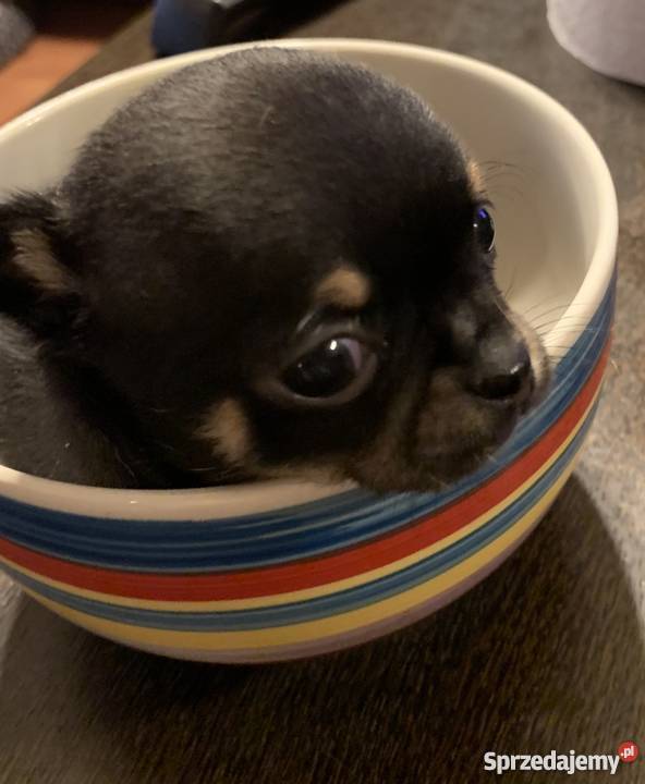 Super Mini CHIHUAHUA SUNIA z metryką waga Leoncin