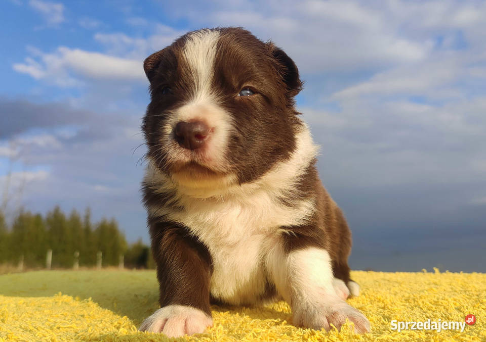 Rasowy sczeniak Border Collie czekoladowej maści