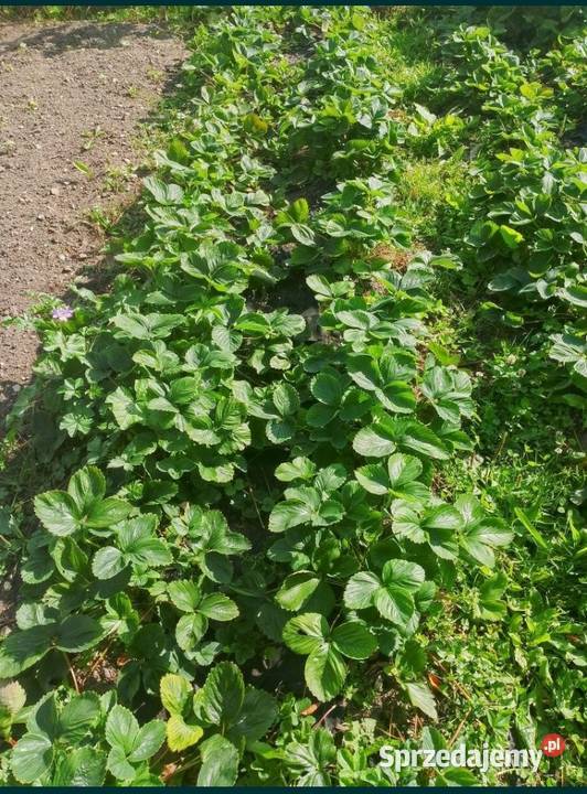 Buziaczki truskawek sprzedam