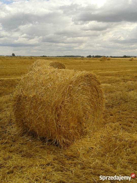 Słoma jęczmienna Damasławek