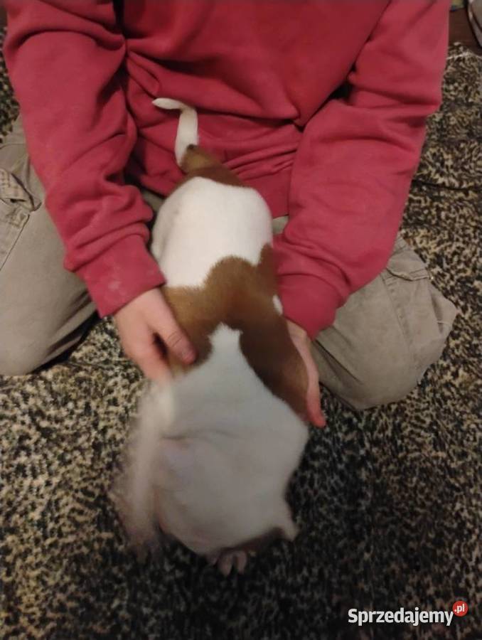 Bokser szczeniaczki Psy Starogard Gdański