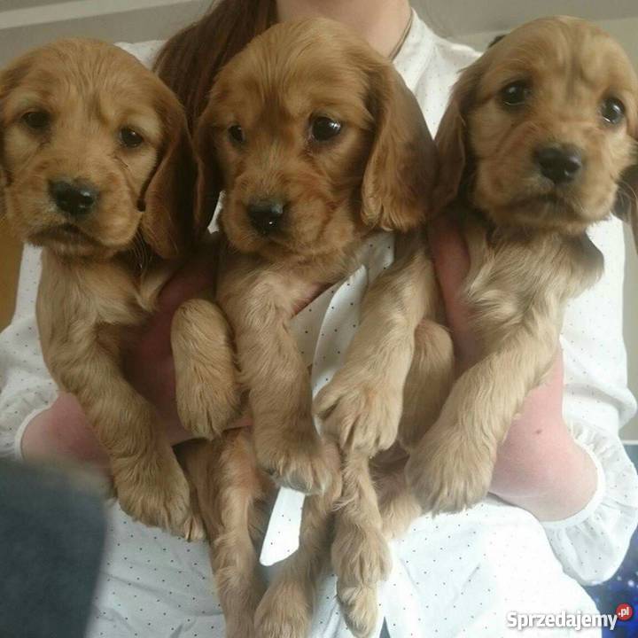 cocker spaniel szczeniaki Kłodawa sprzedam