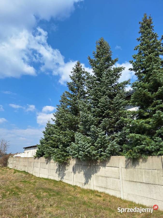 Jodła Kalifornijska Gracze sprzedam