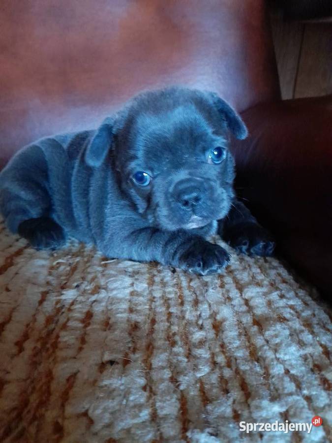 Buldog francuski piesek Augustów sprzedam