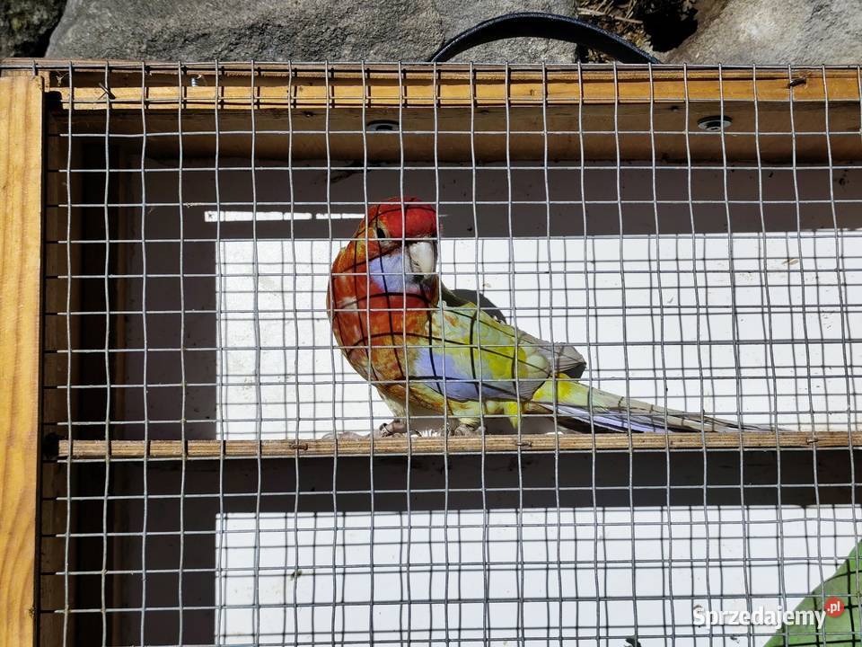 Rozella Zwierzęta Orzesze sprzedam