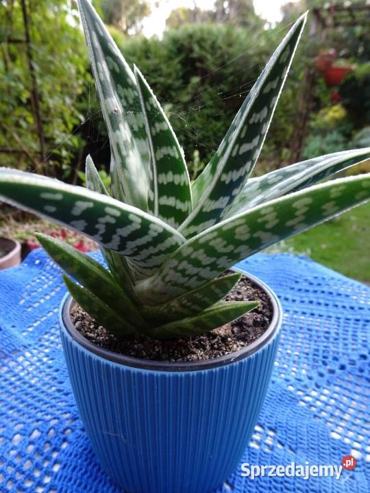 Kaktus Aloes Pstry Tygrysi Aloe Variagata Nowy Sącz