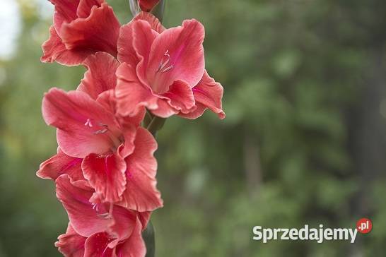 Mieczyki cebulki Cebulki i bulwy Białowieża