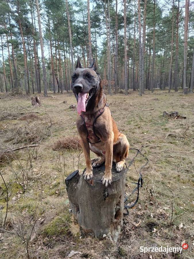 Owczarek Belgijski Malinois Reproduktor Nierada sprzedam