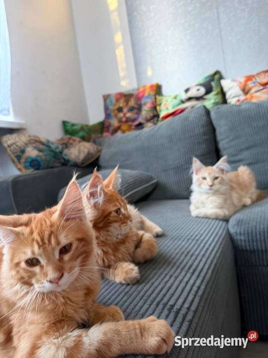 Maine Coon 3 kocurki pomorskie