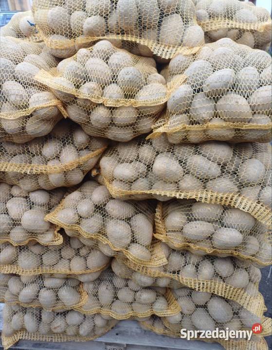 Ziemniaki soraya Pozostałe Wieluń sprzedam
