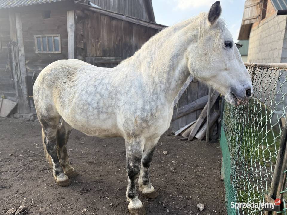 Klacz rasy zimnokrwistej Chomęciska Małe