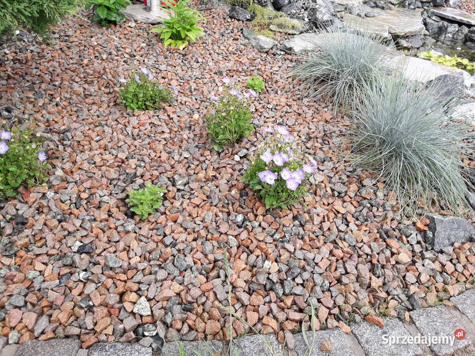 Grys porfirowy 816mm czerwony brązowy Kraków