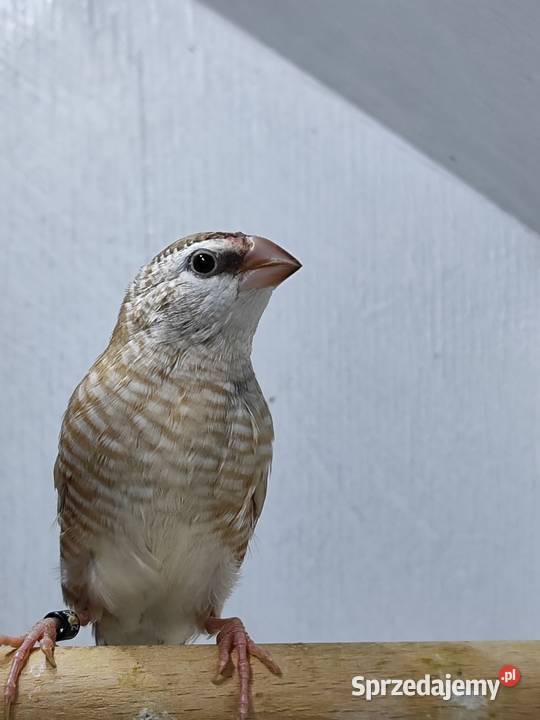 Czereszka Zebrzyk samica beżowa 2025 Myślenice