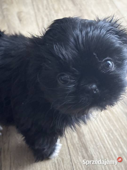 Szczeniaki Shitz tzu Radom