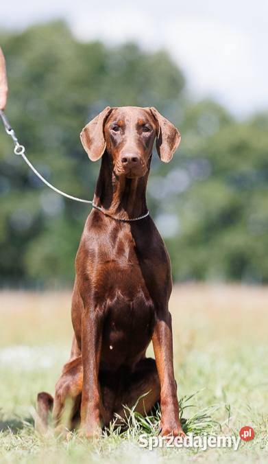 Doberman suczka brązowa podpalana ZKwPFCI Gorzów Wielkopolski