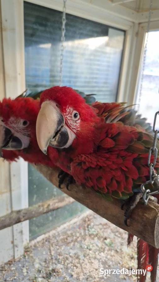 Ara Chloroptera samce 2025 śląskie Jaworzno