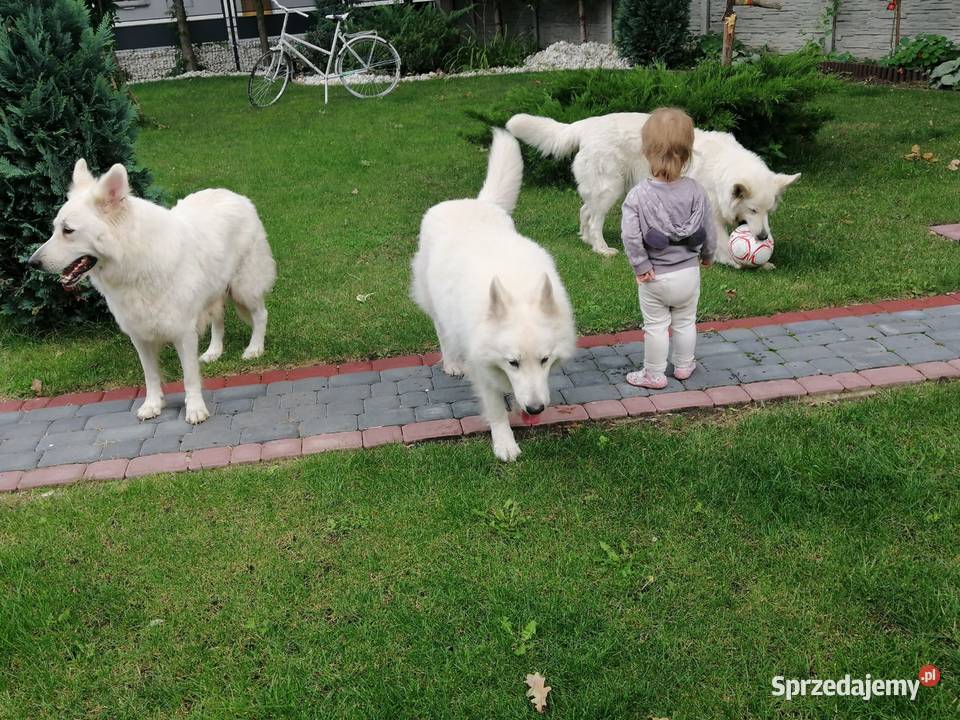 Bialy owczarek szwajcarski gotowe do odbioru