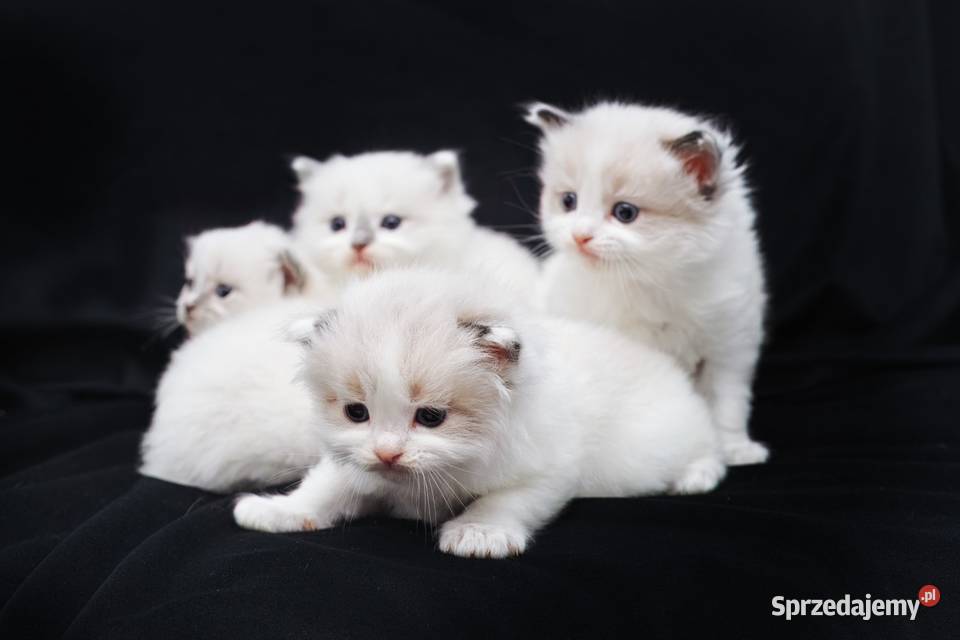 Piękna koteczka ragdoll Nidzica