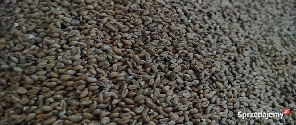 Pszenica ozima 2025 Zboża Pszczyna