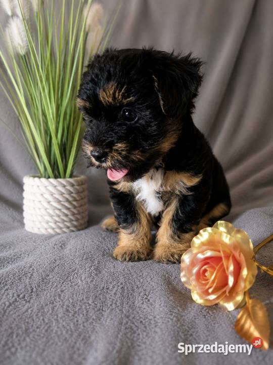 Piesek York terrier warmińsko-mazurskie sprzedam