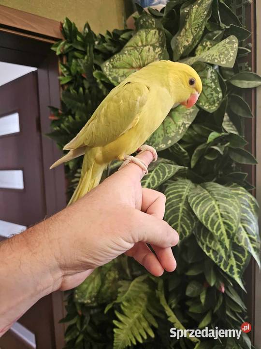 Aleksandretta Obrożna Ręcznie Karmiona sprzedam