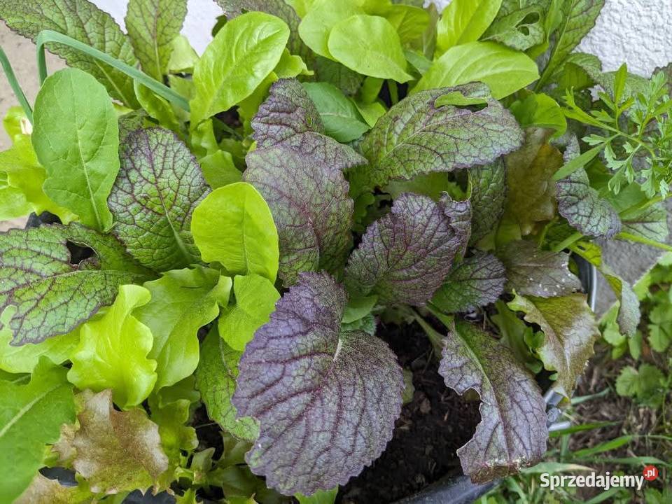 Pietruszka naciowa odrasta szybko ścięciu Kraków