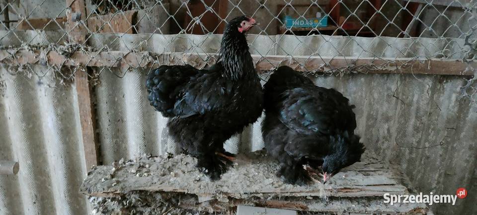 Kury kochiny olbrzymie Giełda zwierząt lubelskie Tokarówka