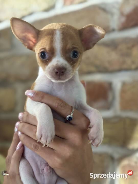 Mikro Chihuahua XXS najukochańszy przyjaciel na Warszawa