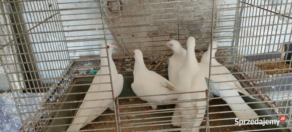 Golembie białe pocztowe Tokarówka sprzedam