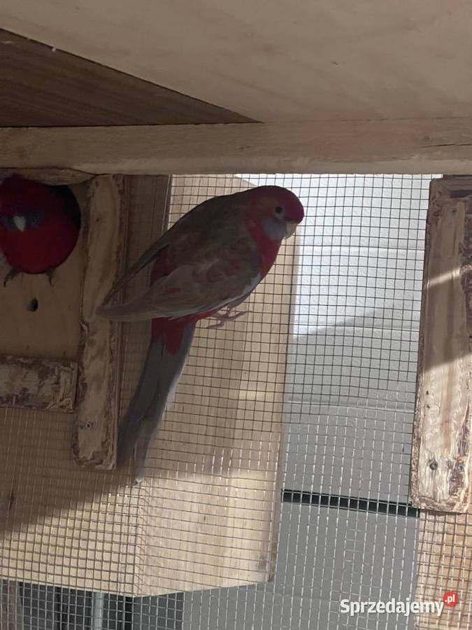 Sprzedam papugę rozelle królewską Siepraw sprzedam