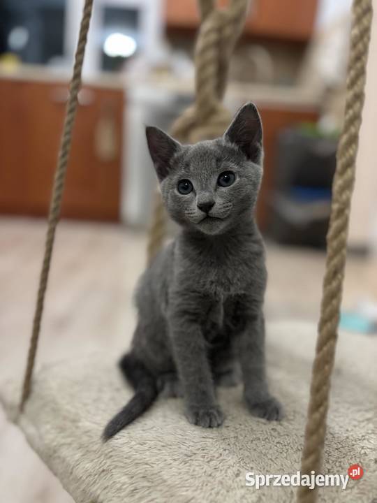 Kocurek Rosyjski Niebieski sprzedam