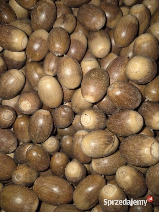 ŻOŁĘDZIE SZYPUŁKOWE SPRZEDAM Koszalin