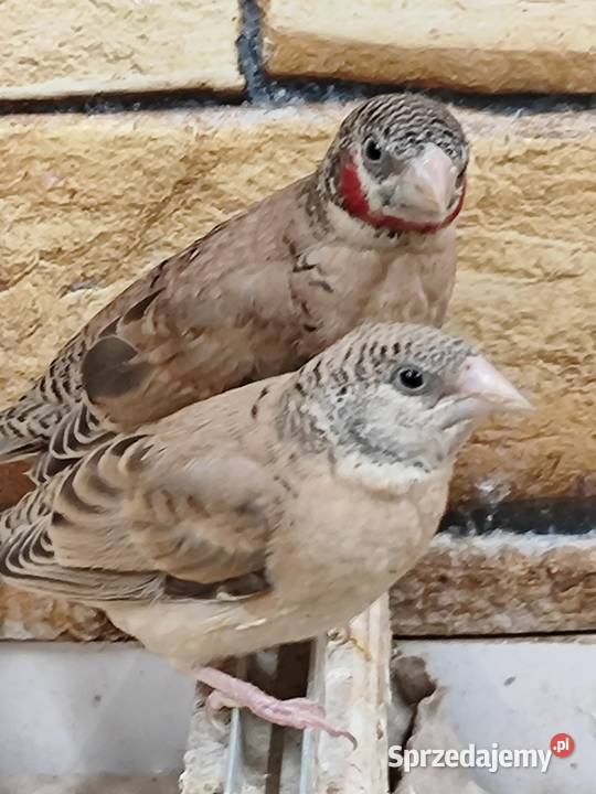 Amadyna obrożna 2025r Astryld Astryldy Ptaki Myślenice