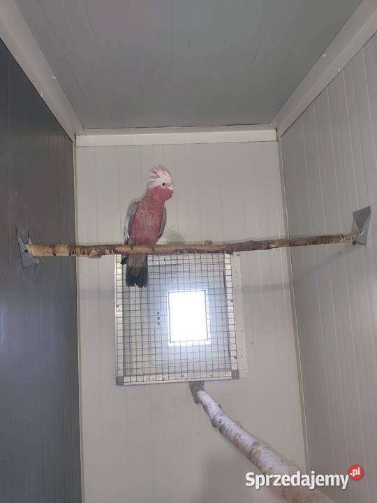 Kadadu Różowe samica 2025 Ptaki śląskie Pszczyna sprzedam