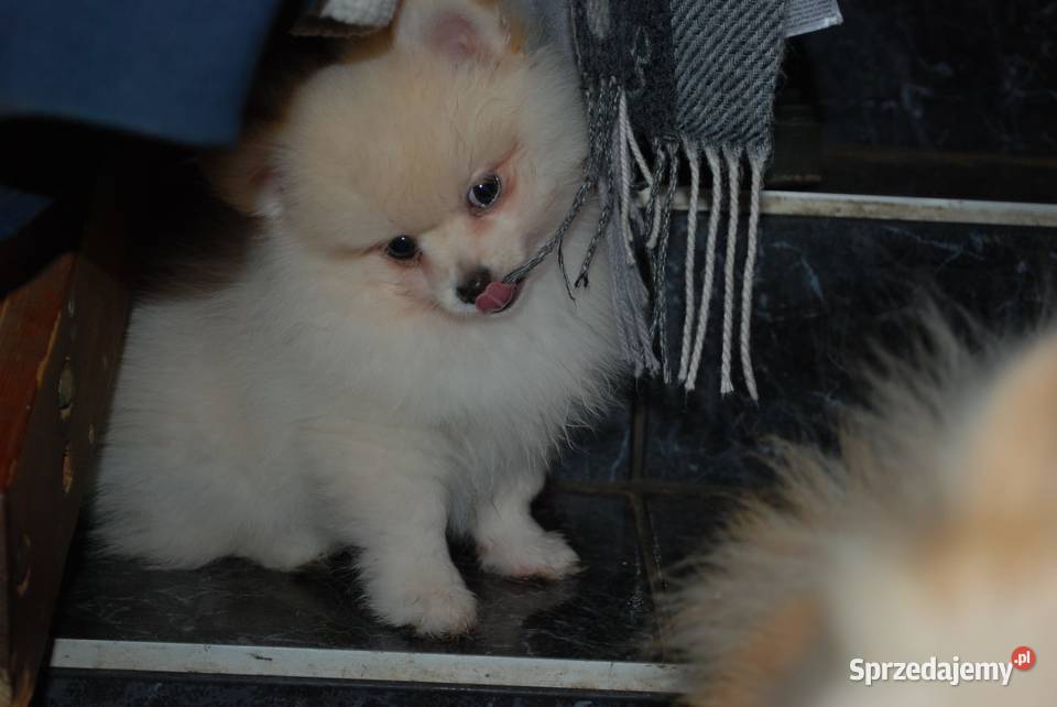 Szpice szukają domu zachodniopomorskie