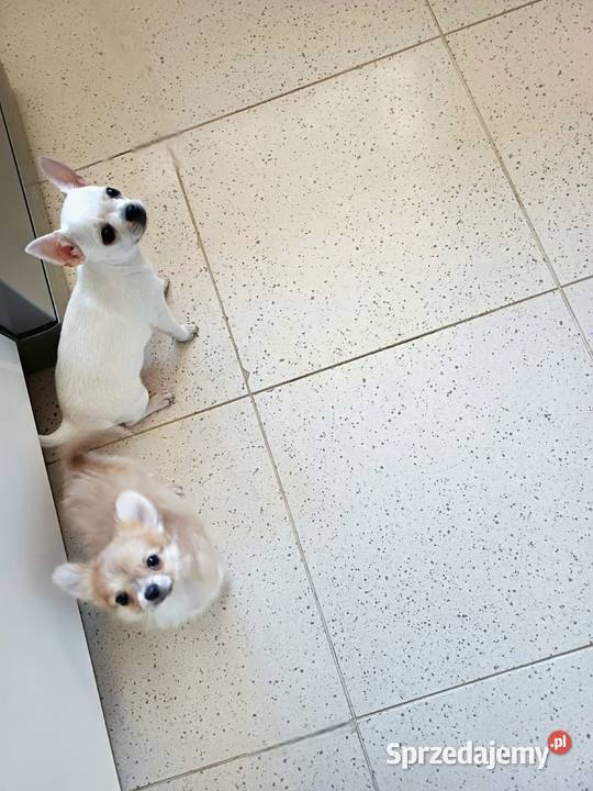 Dziewczynka Mini Długowłosa Chihuahua Zgierz