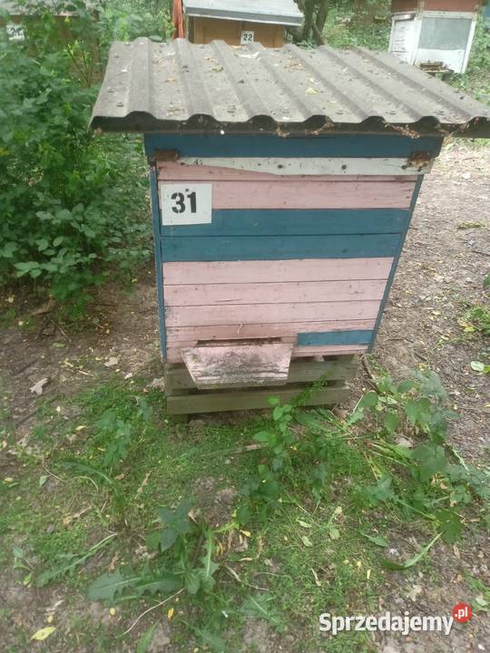 Pszczoły Pasieka Rodziny Pszczele Ule z podlaskie Białystok